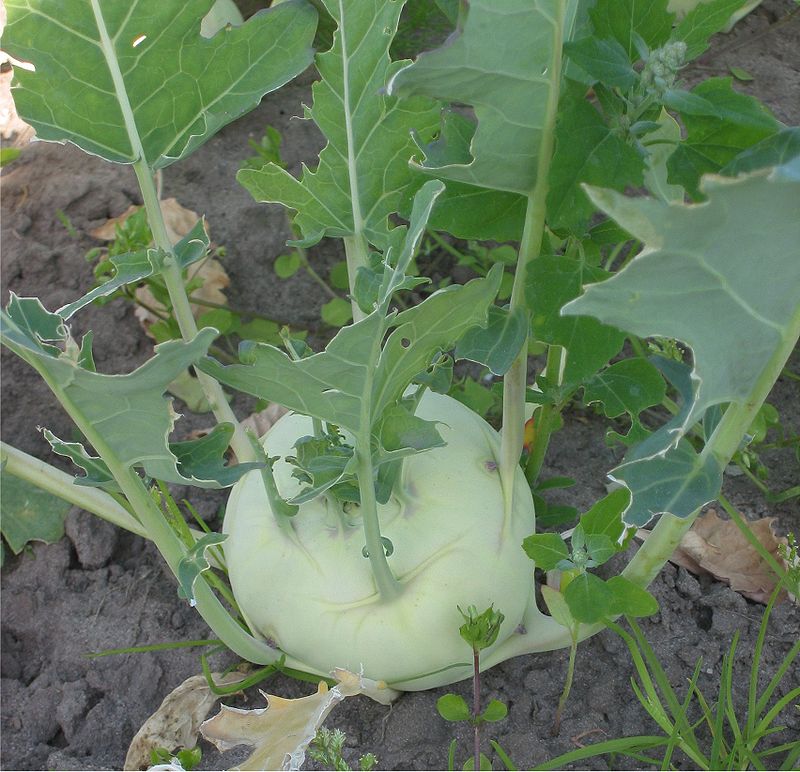 800px Koolrabi Brassica oleracea convar acephala alef var gongylodes