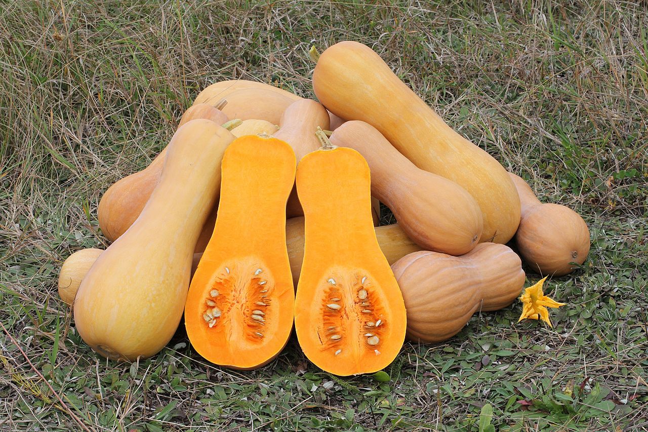 Cucurbita moschata Butternut 2012 G21